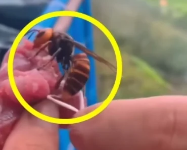 STRŠLjENOVI UBICE! Otac i sin preminuli u užasnim bolovima – tela im bila krvava od uboda!