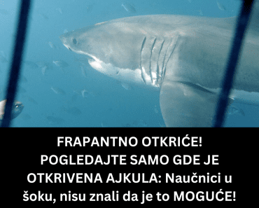FRAPANTNO OTKRIĆE! POGLEDAJTE SAMO GDE JE OTKRIVENA AJKULA: Naučnici u šoku, nisu znali da je to MOGUĆE!