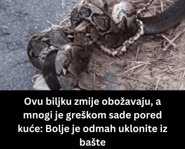 Ovu biljku zmije obožavaju, a mnogi je greškom sade pored kuće: Bolje je odmah uklonite iz bašte