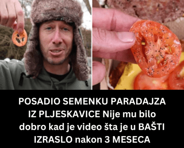 POSADIO SEMENKU PARADAJZA IZ PLJESKAVICE Nije mu bilo dobro kad je video šta je u BAŠTI IZRASLO nakon 3 MESECA