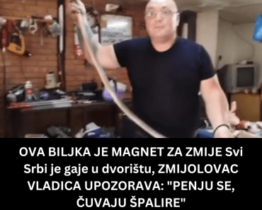 OVA BILJKA JE MAGNET ZA ZMIJE Svi Srbi je gaje u dvorištu, ZMIJOLOVAC VLADICA UPOZORAVA: “PENJU SE, ČUVAJU ŠPALIRE”