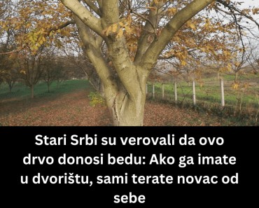 Stari Srbi su verovali da ovo drvo donosi bedu: Ako ga imate u dvorištu, sami terate novac od sebe