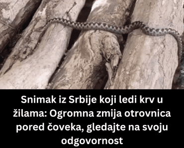 Snimak iz Srbije koji ledi krv u žilama: Ogromna zmija otrovnica pored čoveka, gledajte na svoju odgovornost
