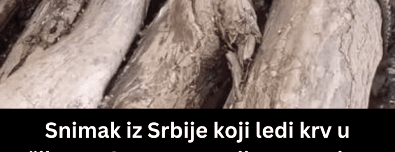 Snimak iz Srbije koji ledi krv u žilama: Ogromna zmija otrovnica pored čoveka, gledajte na svoju odgovornost