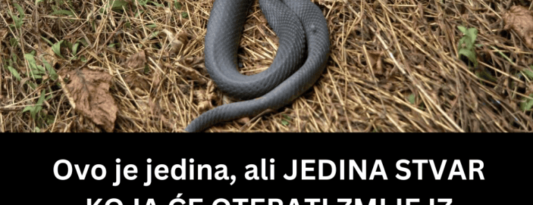 Ovo je jedina, ali JEDINA STVAR KOJA ĆE OTERATI ZMIJE IZ VAŠEG DVORIŠTA! Svi prave istu GREŠKU, a to je ČIST MIT